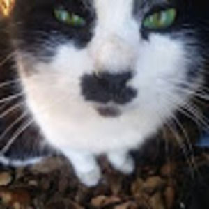 Meet your Posher, Suzanne